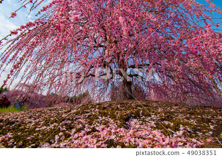 Plum Festival in Suzuka Forest Garden 49038351