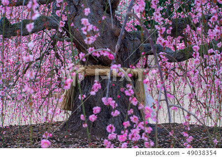 鈴鹿森林公園的梅花節 鈴鹿森林公園的梅花節 49038354
