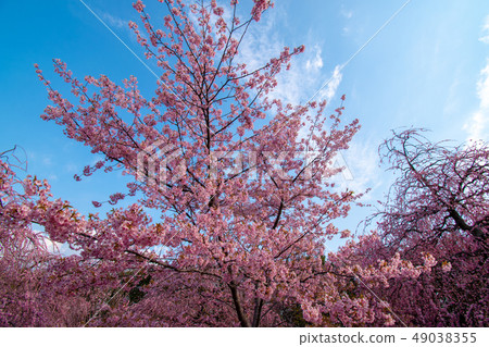 鈴鹿森林公園的梅花節 鈴鹿森林公園的梅花節 49038355