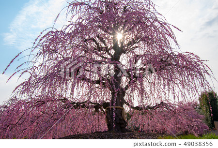 鈴鹿森林公園的梅花節 49038356