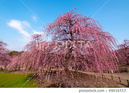 Plum Festival in Suzuka Forest Garden 49038357