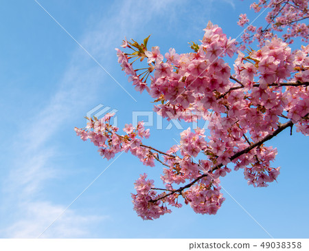 Plum Festival in Suzuka Forest Garden 49038358