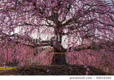 Plum Festival in Suzuka Forest Garden Plum Festival in Suzuka Forest Garden 49038360