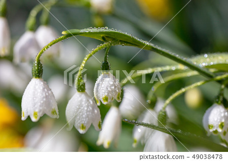 Snowflake _ Higaberunbana (Suzuransusensen / Suzuransensen) 49038478