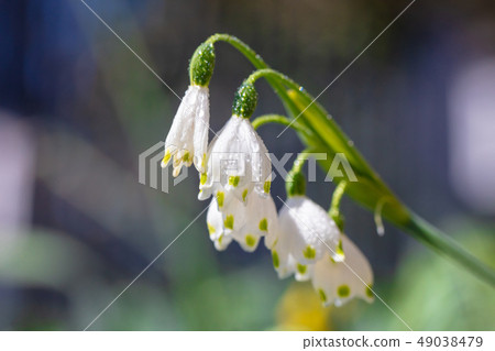 Snowflake _ Higaberunbana (Suzuransusensen / Suzuransensen) Snowflake _ Higaberunbana (Suzuransusensen / Suzuransensen) 49038479
