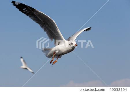 Seagulls fly in fresh blue days in the tropics. Seagulls fly in fresh blue days in the tropics. 49038594