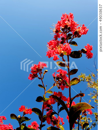 綻放的鮮花 49038637