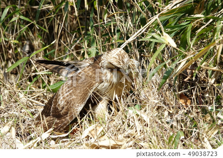 巴扎德 巴扎德 49038723