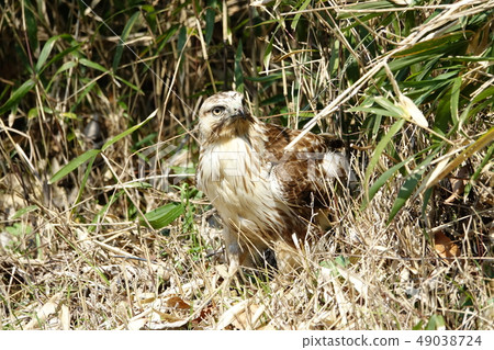 巴扎德 巴扎德 49038724