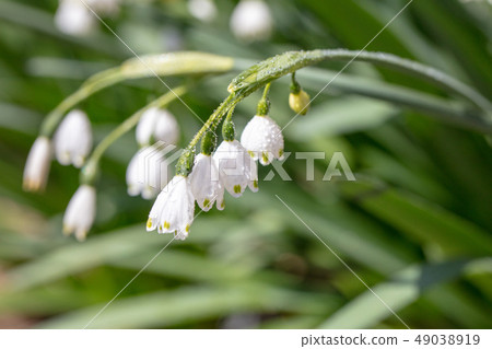 Snowflake _ Higaberunbana (Suzuransusensen / Suzuransensen) Snowflake _ Higaberunbana (Suzuransusensen / Suzuransensen) 49038919