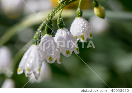 Snowflake _ Higaberunbana (Suzuransusensen / Suzuransensen) Snowflake _ Higaberunbana (Suzuransusensen / Suzuransensen) 49038920