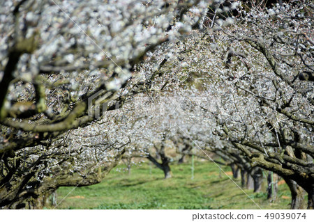 梅花 梅花 49039074