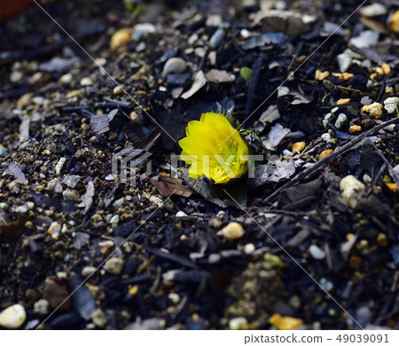 Fukujugusa,常見種類,金色@家庭花園,Sak市,大阪府 Fukujugusa,常見種類,金色@家庭花園,Sak市,大阪府 49039091