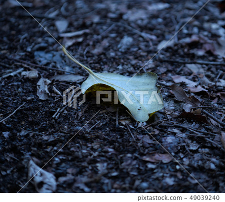 Fallen leaves  49039240