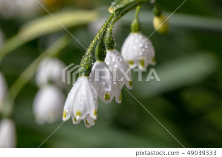 Snowflake _ Higaberunbana(Suzuransusensen / Suzuransensen) Snowflake _ Higaberunbana(Suzuransusensen / Suzuransensen) 49039333