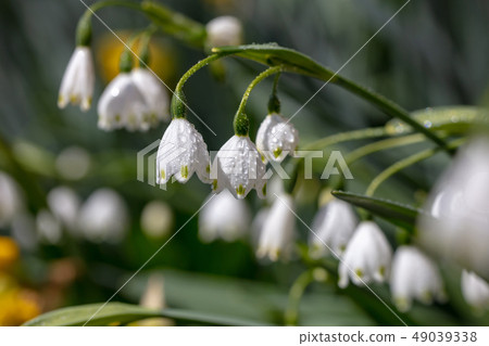 Snowflake _ Higaberunbana（Suzuransusensen / Suzuransensen） 49039338