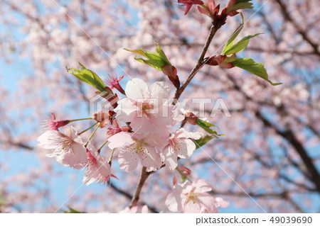 櫻花素材 49039690