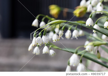 Snowflake _ Higaberunbana（Suzuransusensen / Suzuransensen） 49039717