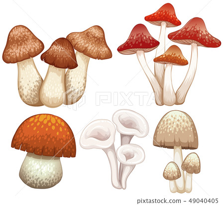 Different types of mushrooms on white background 49040405