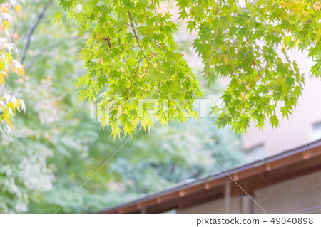 Beautiful mulberry leaf 49040898
