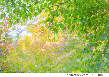 Beautiful mulberry leaf 49040899