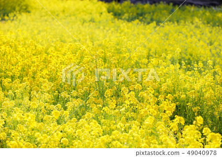 盛開的油菜花〉 49040978