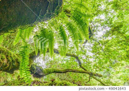 Forest bathing Forest bathing 49041643
