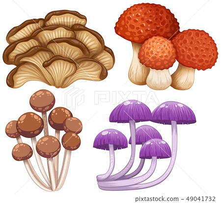 types of wild mushrooms