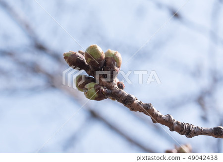 cherry blossom, cherry tree, lifting 49042438