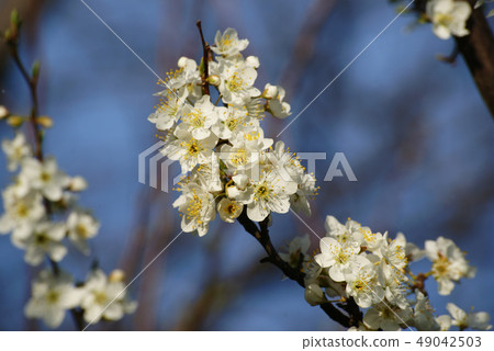 Plum flowers Plum flowers 49042503