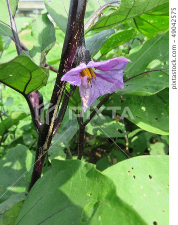 茄子花 茄子花 49042575