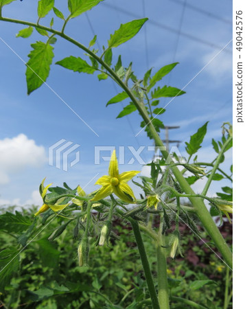 迷你番茄花 迷你番茄花 49042576