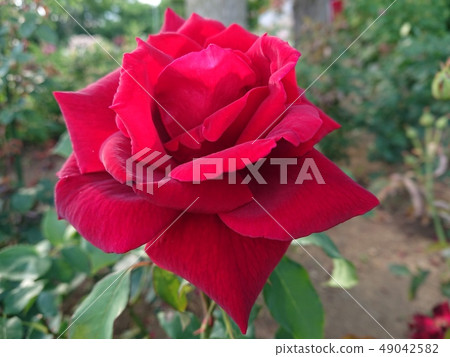 一朵紅玫瑰 49042582