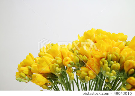 美麗的春天的花朵，盛開的美麗的花朵，花對象 49043010