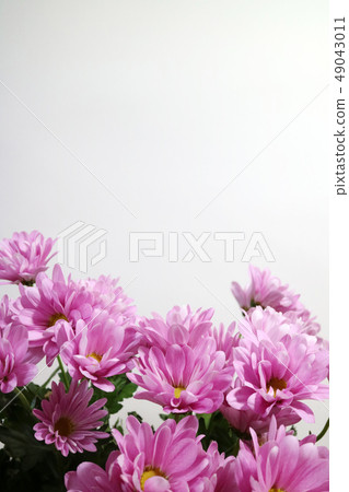 美麗的春天的花朵，盛開的美麗的花朵，花對象 49043011