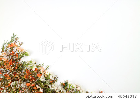 美麗的春天的花朵，盛開的美麗的花朵，花對象 49043088