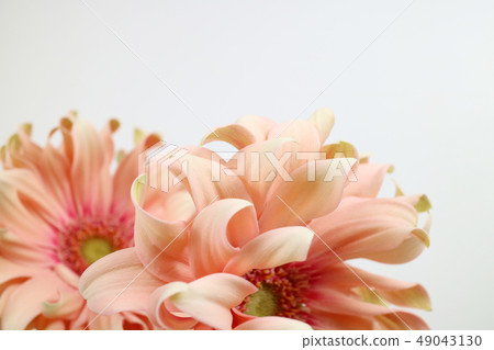 美麗的春天的花朵，盛開的美麗的花朵，花對象 49043130