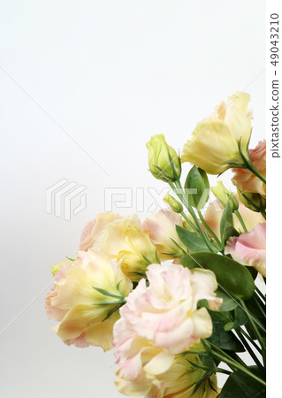 美麗的春天的花朵，盛開的美麗的花朵，花對象 49043210