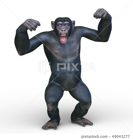 A monkey 49043277