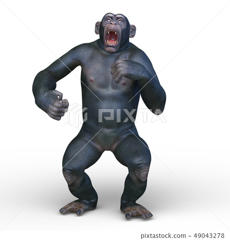 A monkey A monkey 49043278
