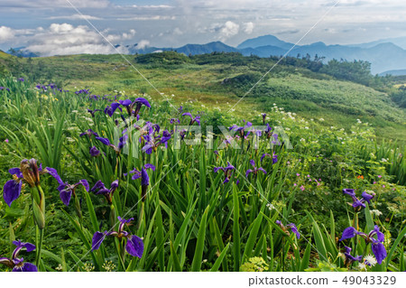 渤海Shimichi,Ayamedaira的花田 渤海Shimichi,Ayamedaira的花田 49043329