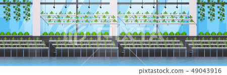 organic hydroponic green plants row cultivation farm modern greenhouse interior farming system 49043916