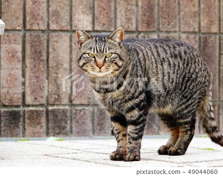 Kijitora模式的“身體貓” 49044060