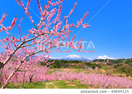 桃花開花的Tansu村和Hokushin悟空 桃花開花的Tansu村和Hokushin悟空 49044125