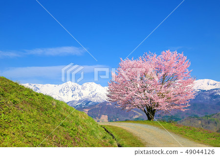 櫻花和北阿爾卑斯山 49044126