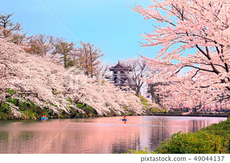 櫻花和高田公園的Mie Sakai 櫻花和高田公園的Mie Sakai 49044137