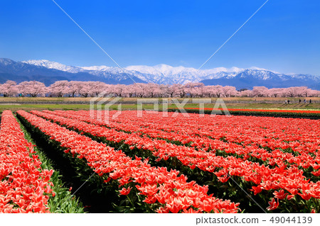 Churip field and cherry trees in the northern Alps Churip field and cherry trees in the northern Alps 49044139