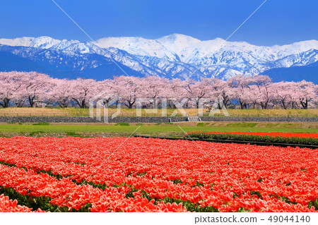 Churip領域和櫻桃樹在北阿爾卑斯山 49044140