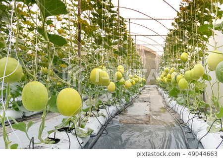 Yellow melon in garden Yellow melon in garden 49044663