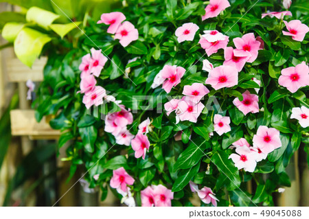 Pink Vinca (Periwinkle) Flowering Evergreen Pink Vinca (Periwinkle) Flowering Evergreen 49045088